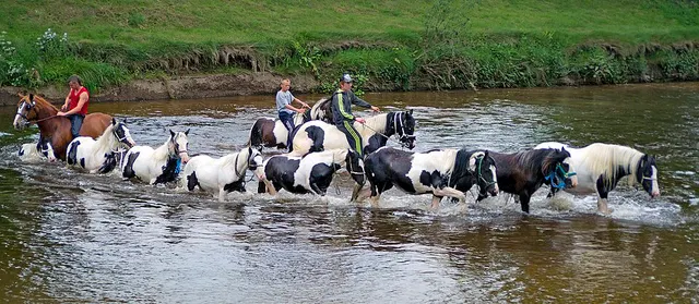 Horses and their riders wade together through the River Eden during Appleby Horse Fair.