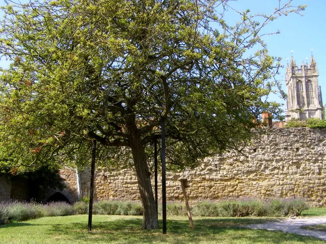 The Holy Thorn tree in blossom in the grounds of Glastonbury Abbey.