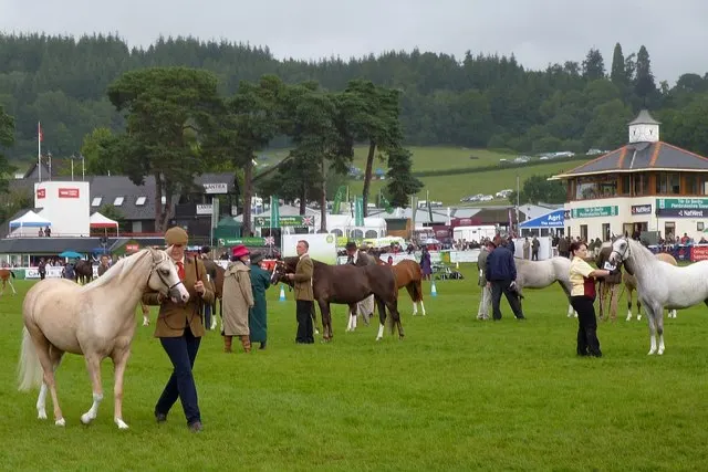 A pale horse is led across the showground in front of the judging ring at the Royal Welsh Show, with wooded hills behind.
