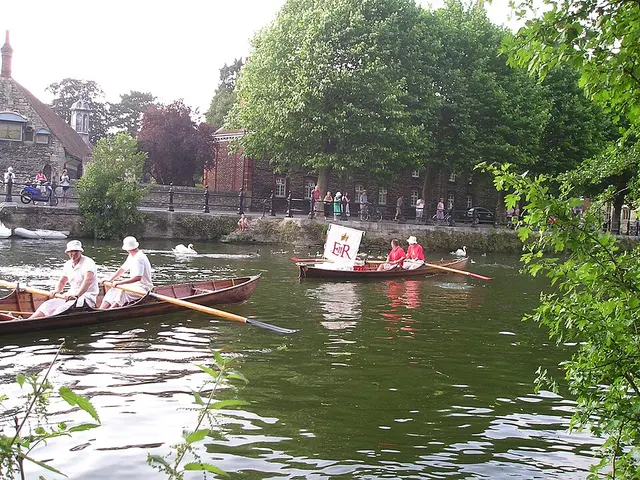 Two rowing skiffs crewed by Swan Uppers in red and white pass swans on the Thames during Swan Upping.