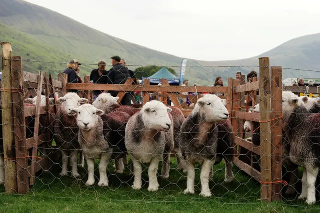 Herdwick sheep stand penned for judging at the Wasdale Head Show, with fellside and a watching crowd behind.