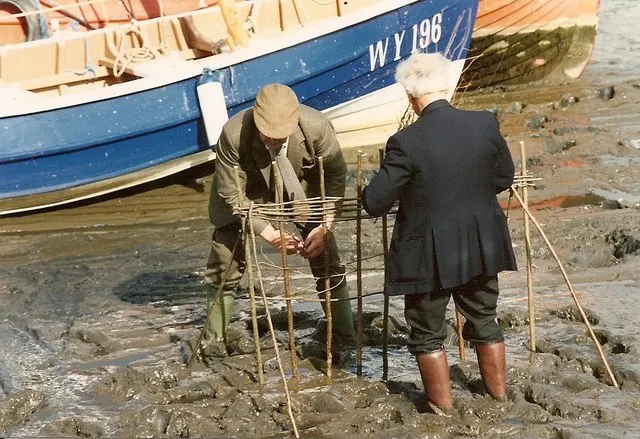 Two men weave hazel stakes into the Penny Hedge on the harbour mud at Whitby, with boats moored behind them.