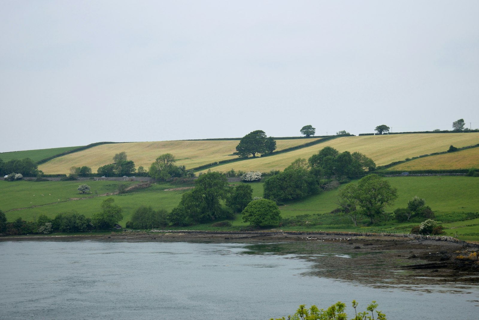 Photo of a river with grass and trees.