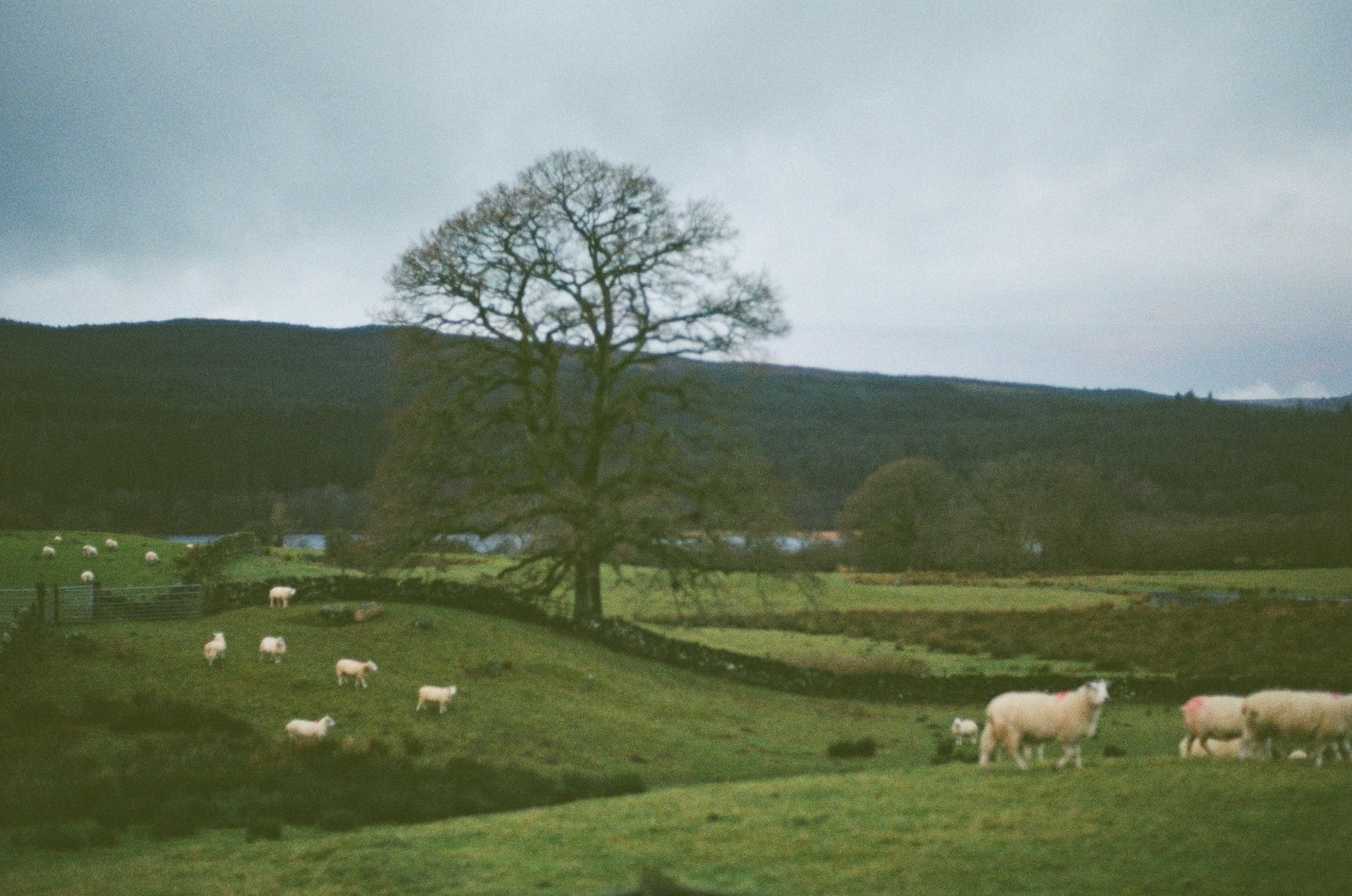 Photo of a herd of sheep grazing on a lush green hillside.