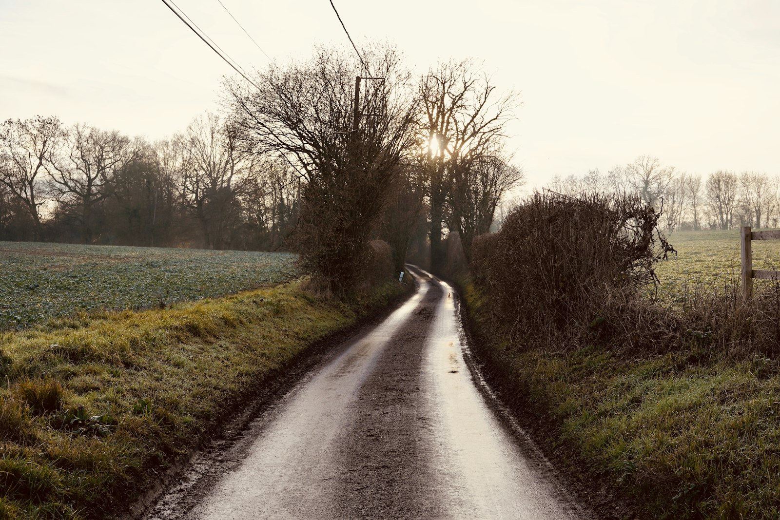 Photo of soil road beside bare trees during day.