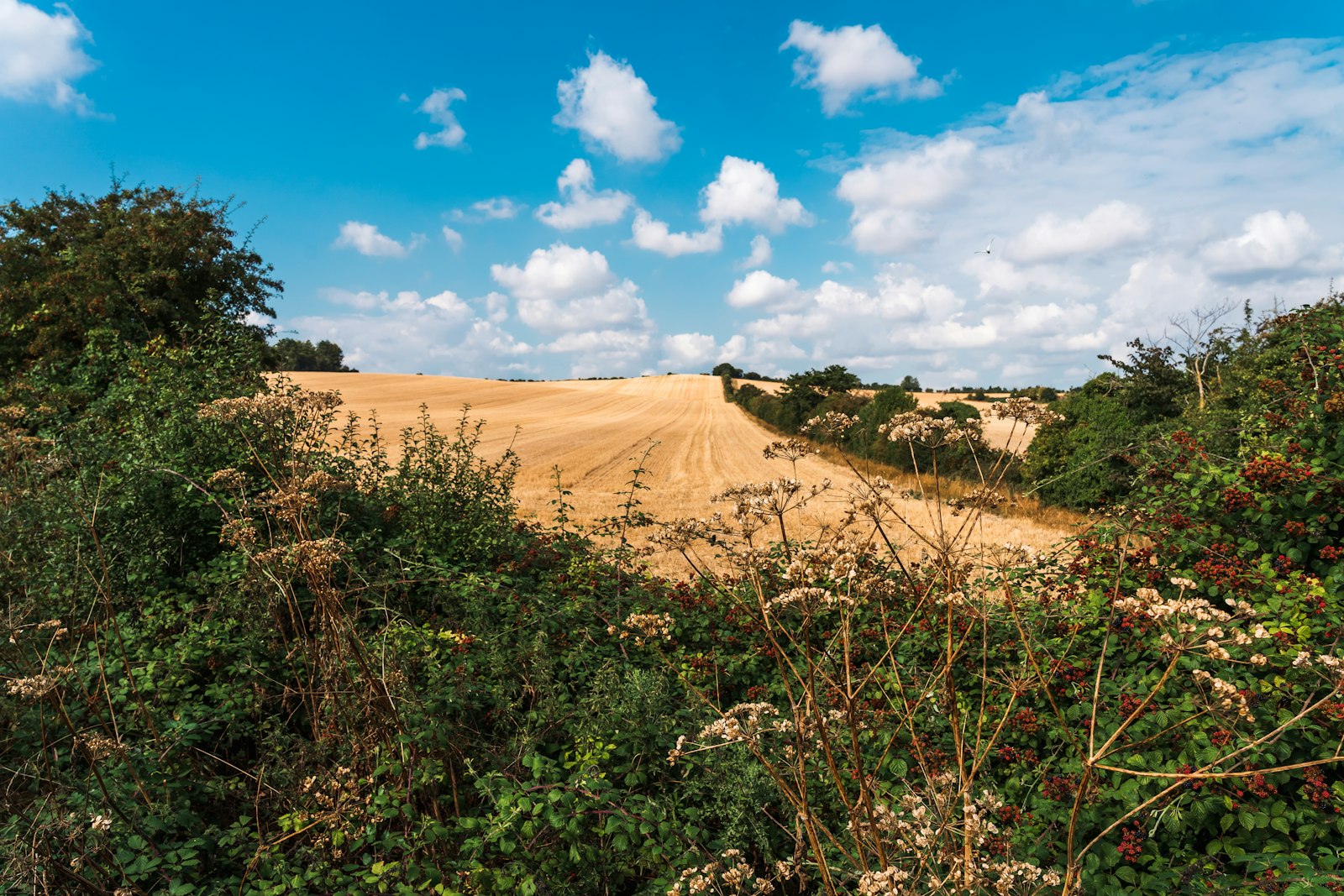 Photo of a beautiful field under a blue and cloudy sky.