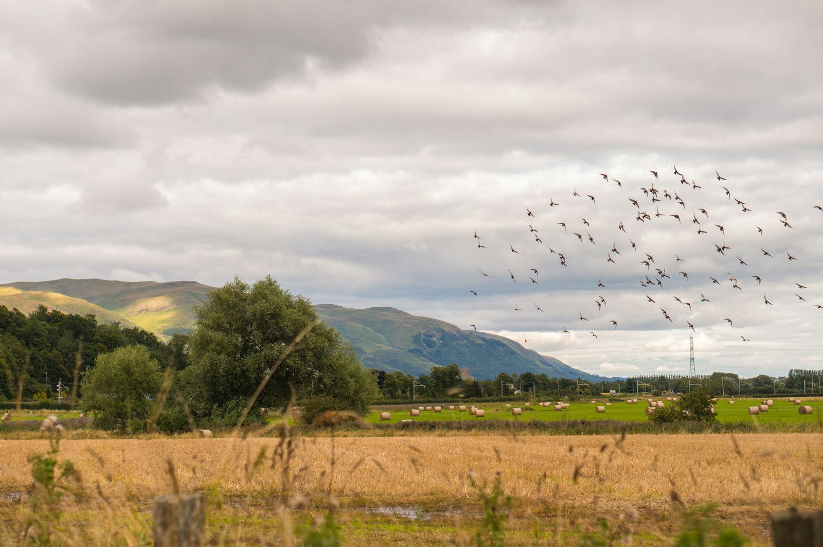 Photo of birds flying over green trees and mountains during daytime.