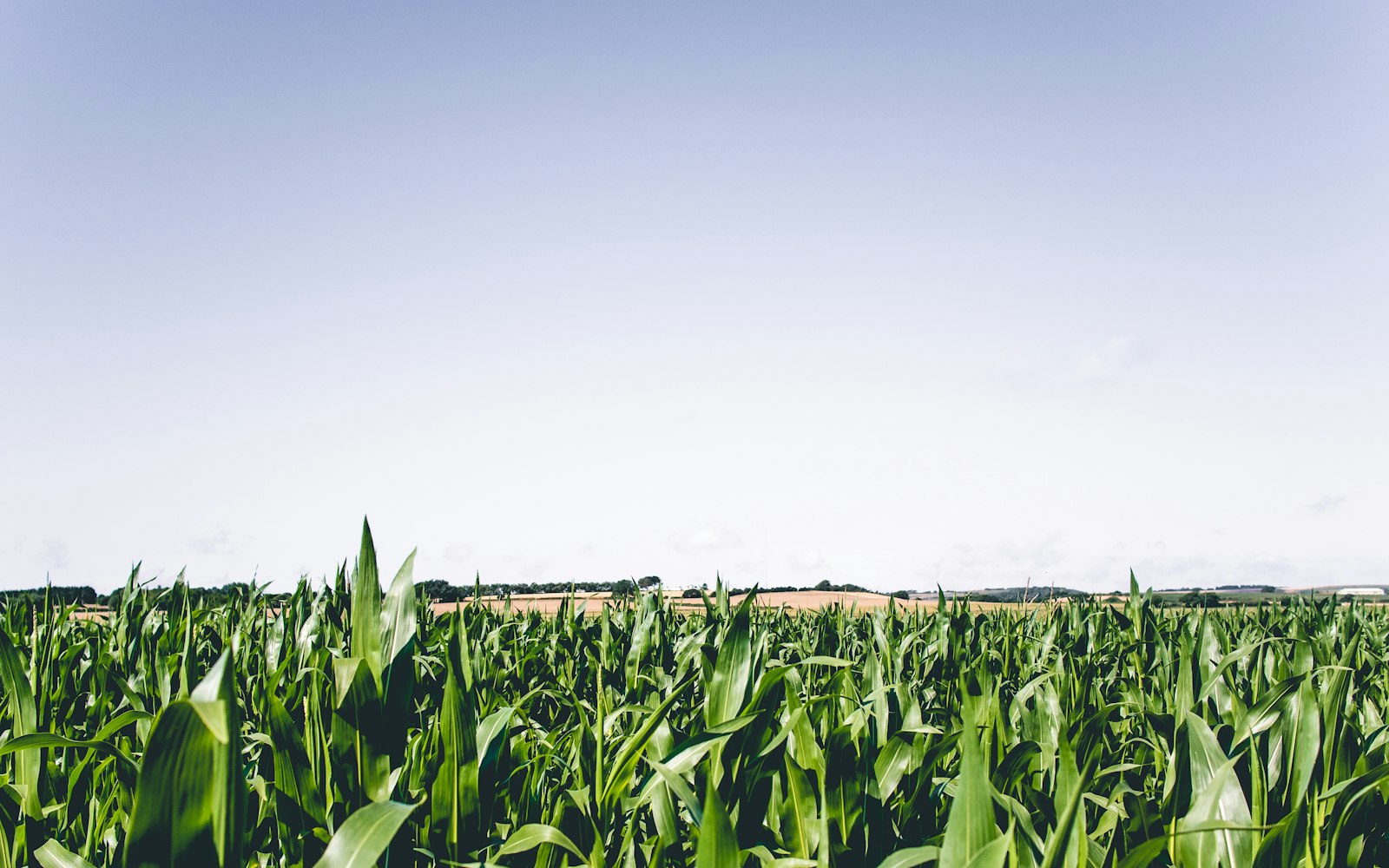 Photo of green corn plant.