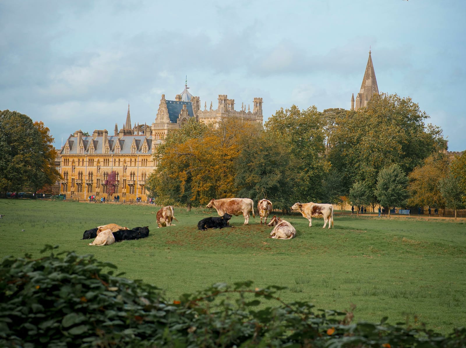 Photo of Deer grazing in parkland at Oxford, Oxfordshire.
