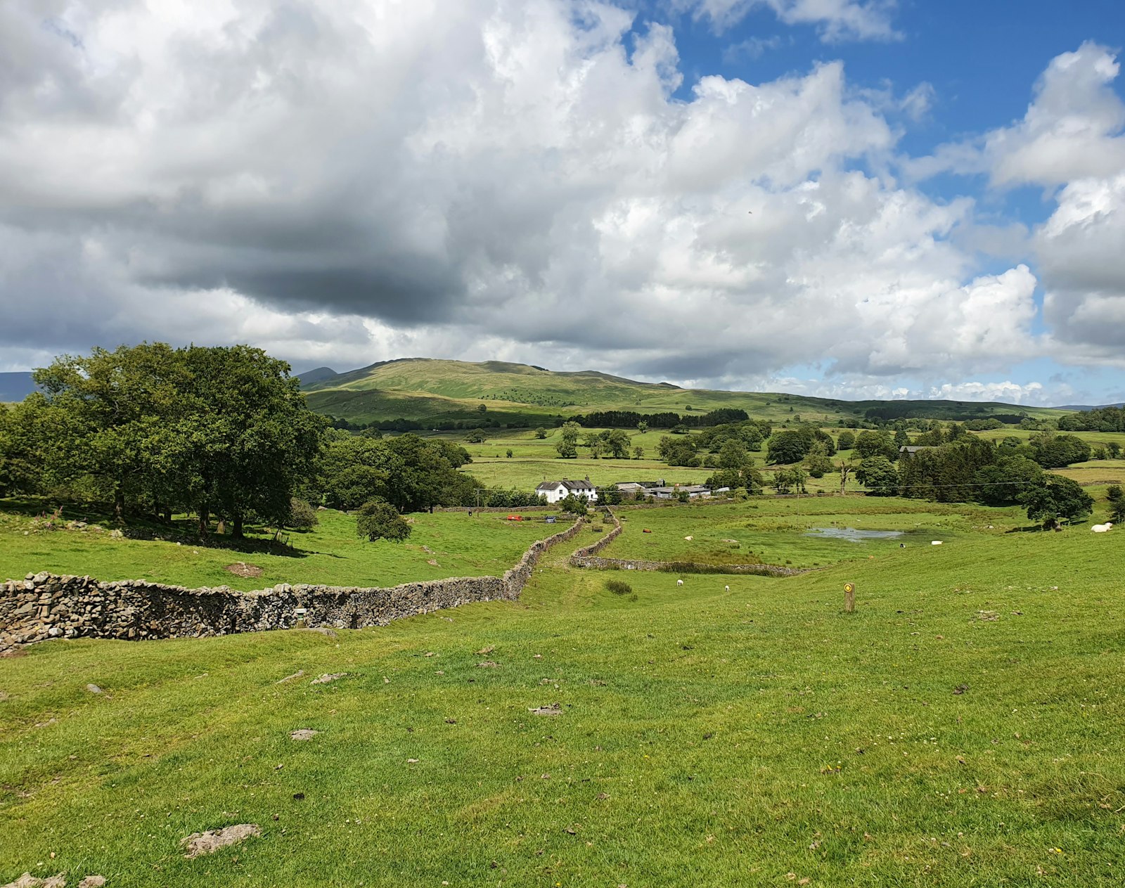 Photo of a grassy field with trees and a body of water in the distance.
