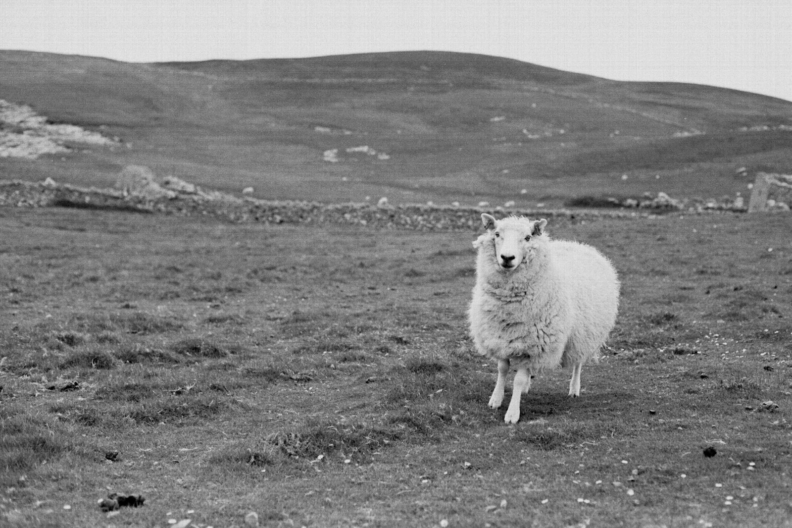 Photo of a single sheep stands in a grassy field.