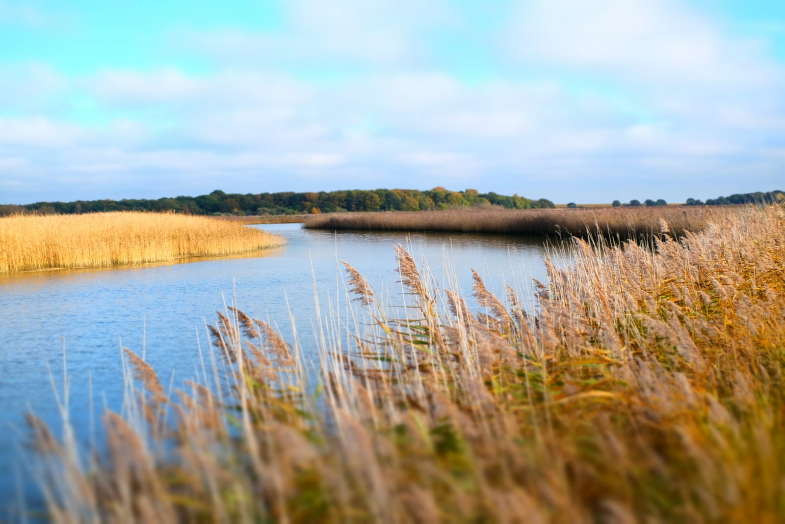 Photo of Reed beds along the river at Snape Maltings, Suffolk.