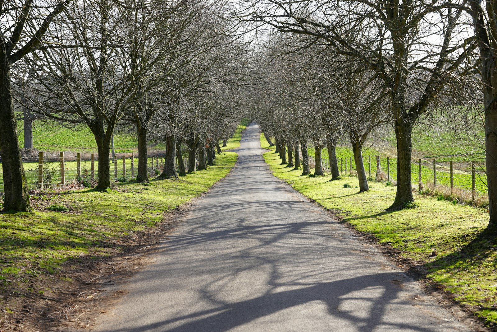 Photo of a road lined with trees and a fence.