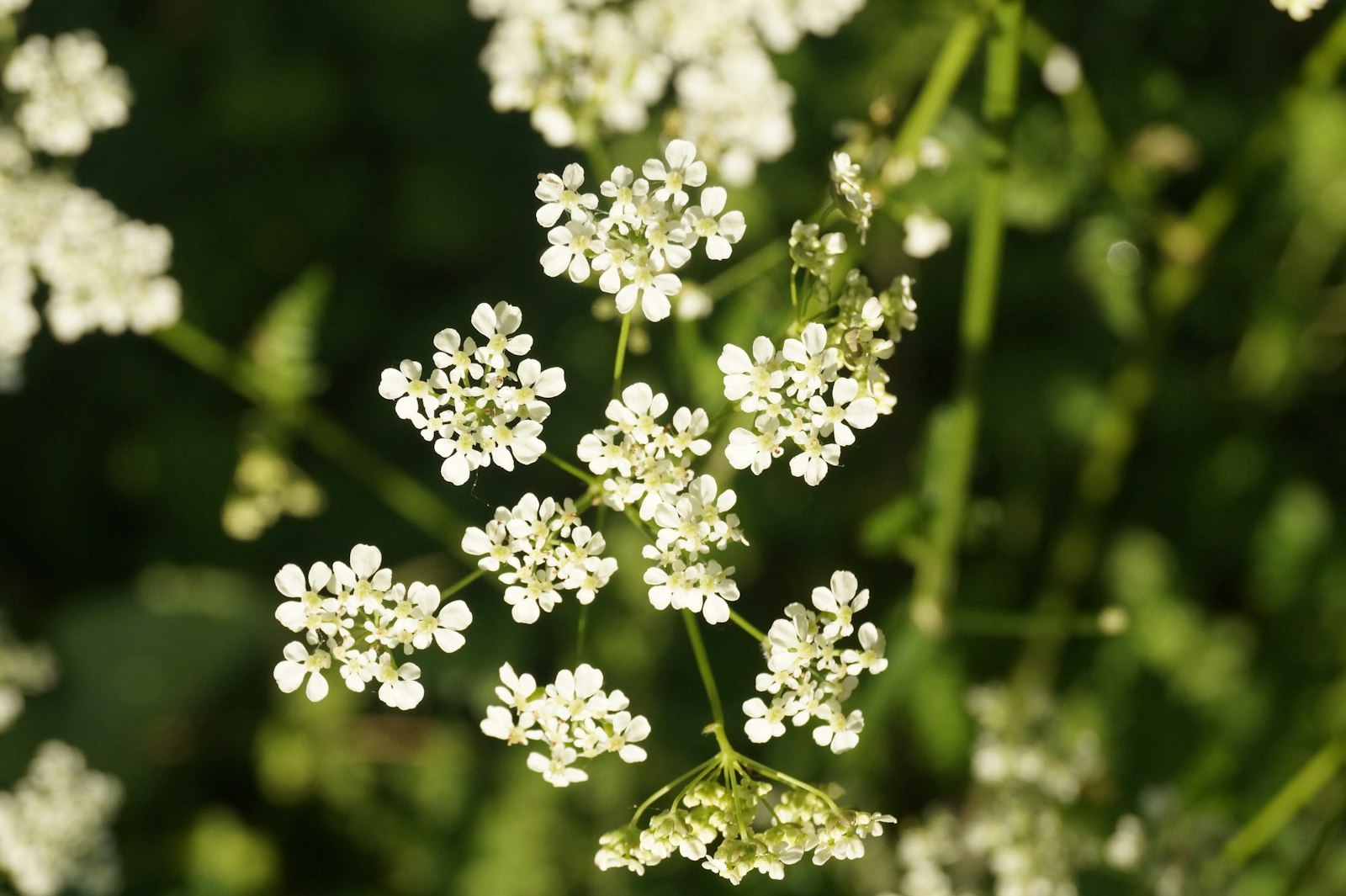 Photo of a close up of a bunch of white flowers.