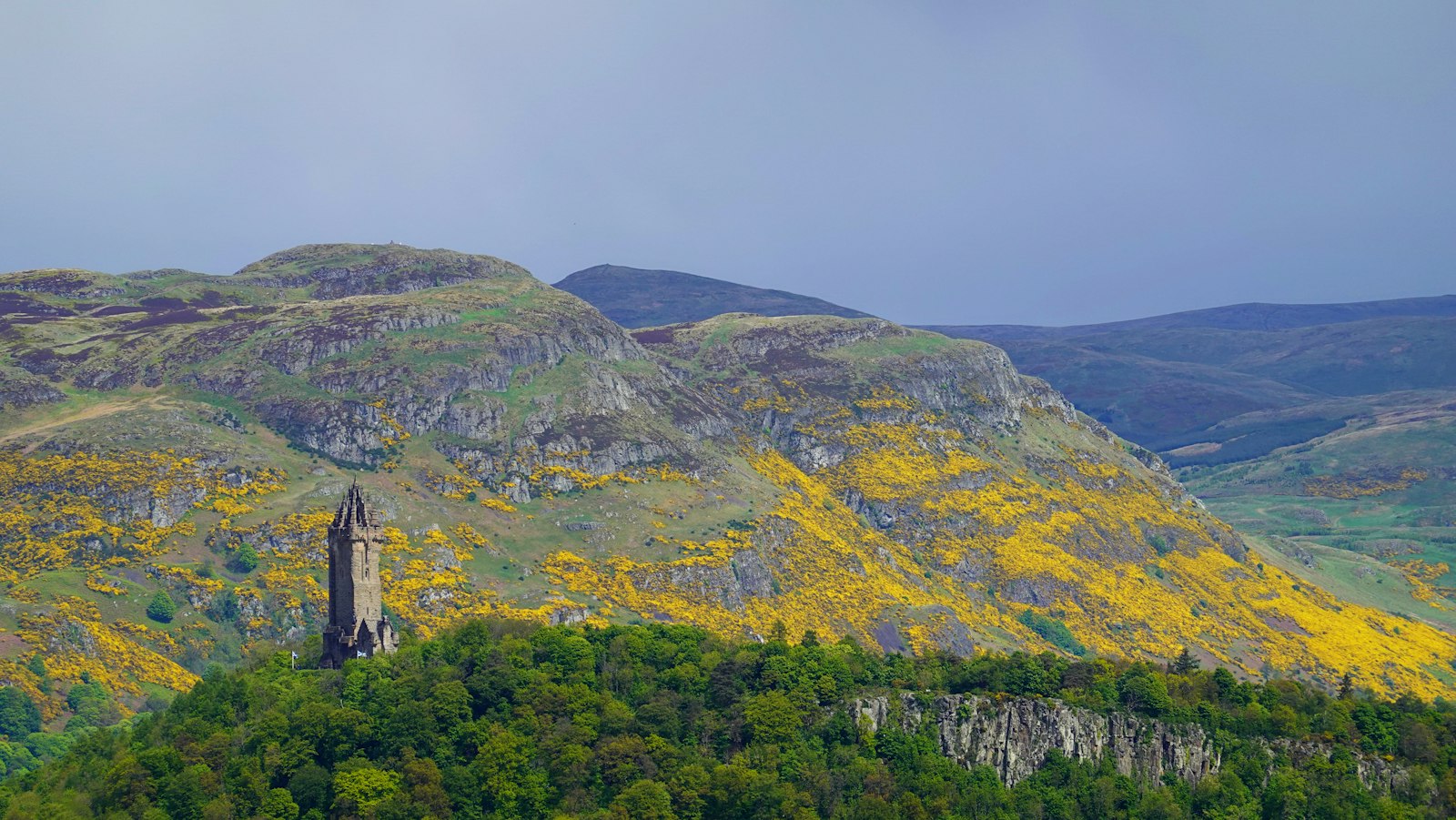 Photo of the Wallace Monument on a forested hill before a mountain with yellow gorse.